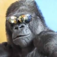 Harambe The Gorilla