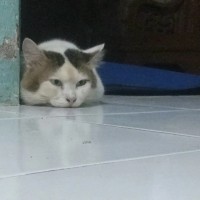 Wahyu Kuncoro