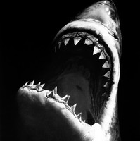 Bob Shanafelter