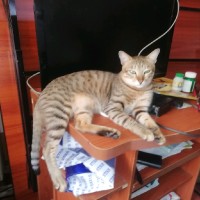 Seat Htwe