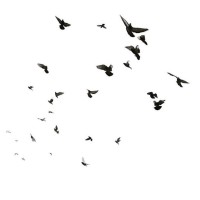Shahad Saleh