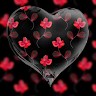 Amit Arya