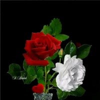Muneer Kkd