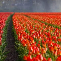 ORGANIC FERTILIZER