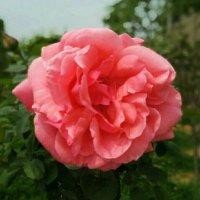 杨正辉