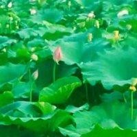 孙由龙
