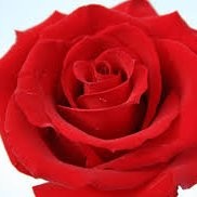 Happy Propose Day Chicken
