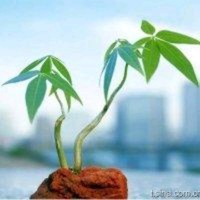 黄森财