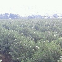 Maximo Aurelio chavez Sian