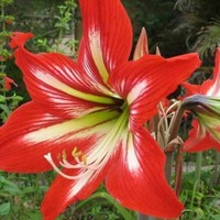 Maria Cruz Boudet Garcia