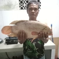 Arif Warsono