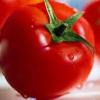 Tomato Pl