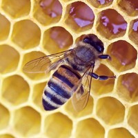 Vincent Bee Nice