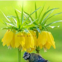 Nataraj M