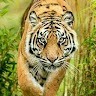 Sudhir Shingare