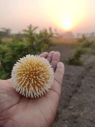 Jyoti Pundir