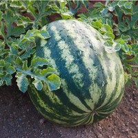 C&R Farms