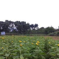 Tâm Thị