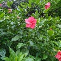 魏润霞