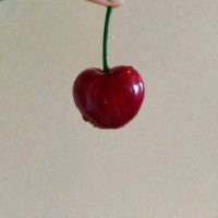 Cinotop Micron