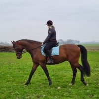 Conny Scheepers