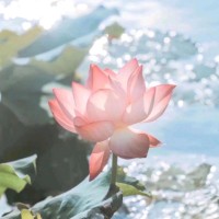 张思慧