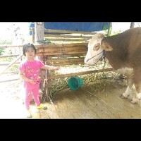 velia amanda kusuma djaya