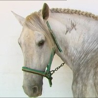 The Horse