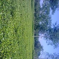 Bishnujyoti STG Society