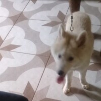 Lucas Lima