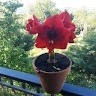 M.Teresa G
