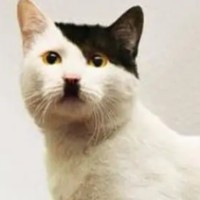 Adolf Junior