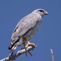 Grey Hawk