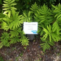 Fern Zappala