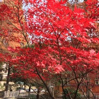 成朋飞