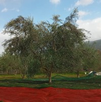 Fadil Beqiri