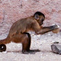 pandyan s