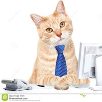 Tom Cat