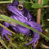 P Frog