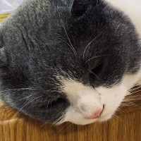 林小锋