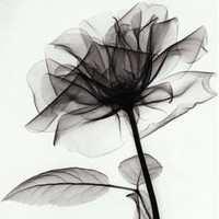 Colleen Miller
