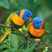 Animal Lovers