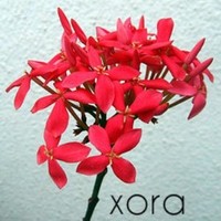 Ixora Tech Consulting