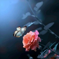 Rajeshwaran S