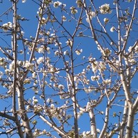 alexandros kontogiorgis