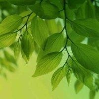 赵玄玄