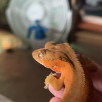 Dan v