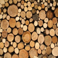 TimberLine Forestry