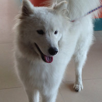 ShanShan Chan