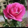 Zaina Noor